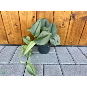 Scindapsus treubii 'MOONLIGHT' - výška 15-25 cm, kont. C1L